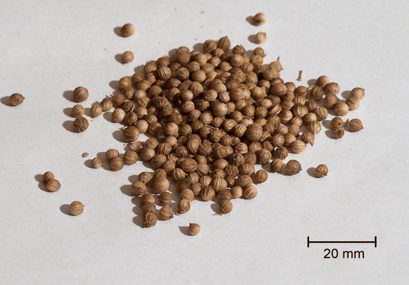 Tratamientos pregerminativos: tipos de latencia y qué hacer