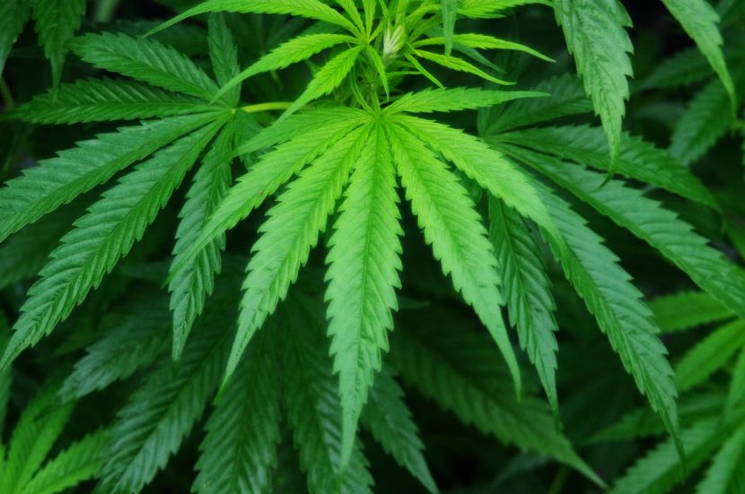 Planta joven de cannabis recién trasplantada