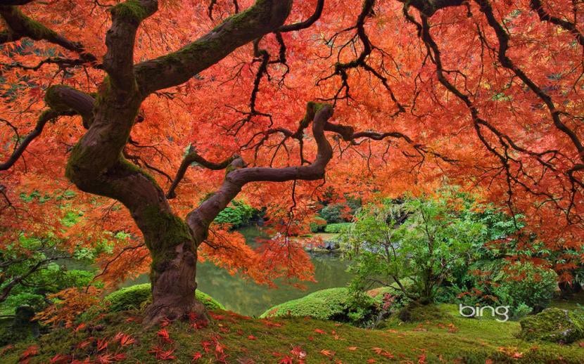 Semillas de arce germinando, especie que necesita frío