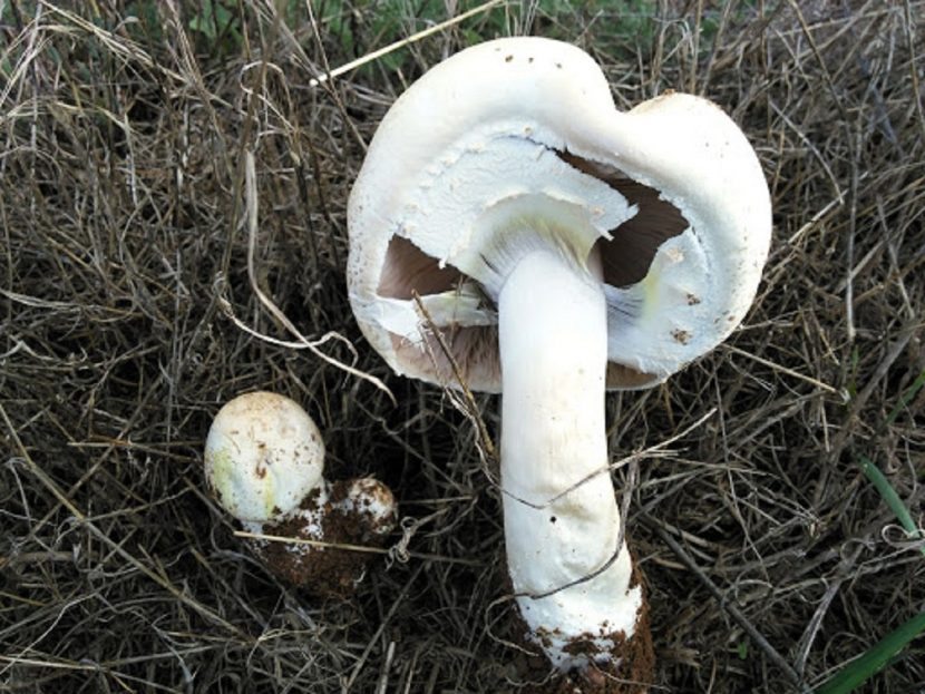 Ejemplar de Agaricus arvensis en pastizal