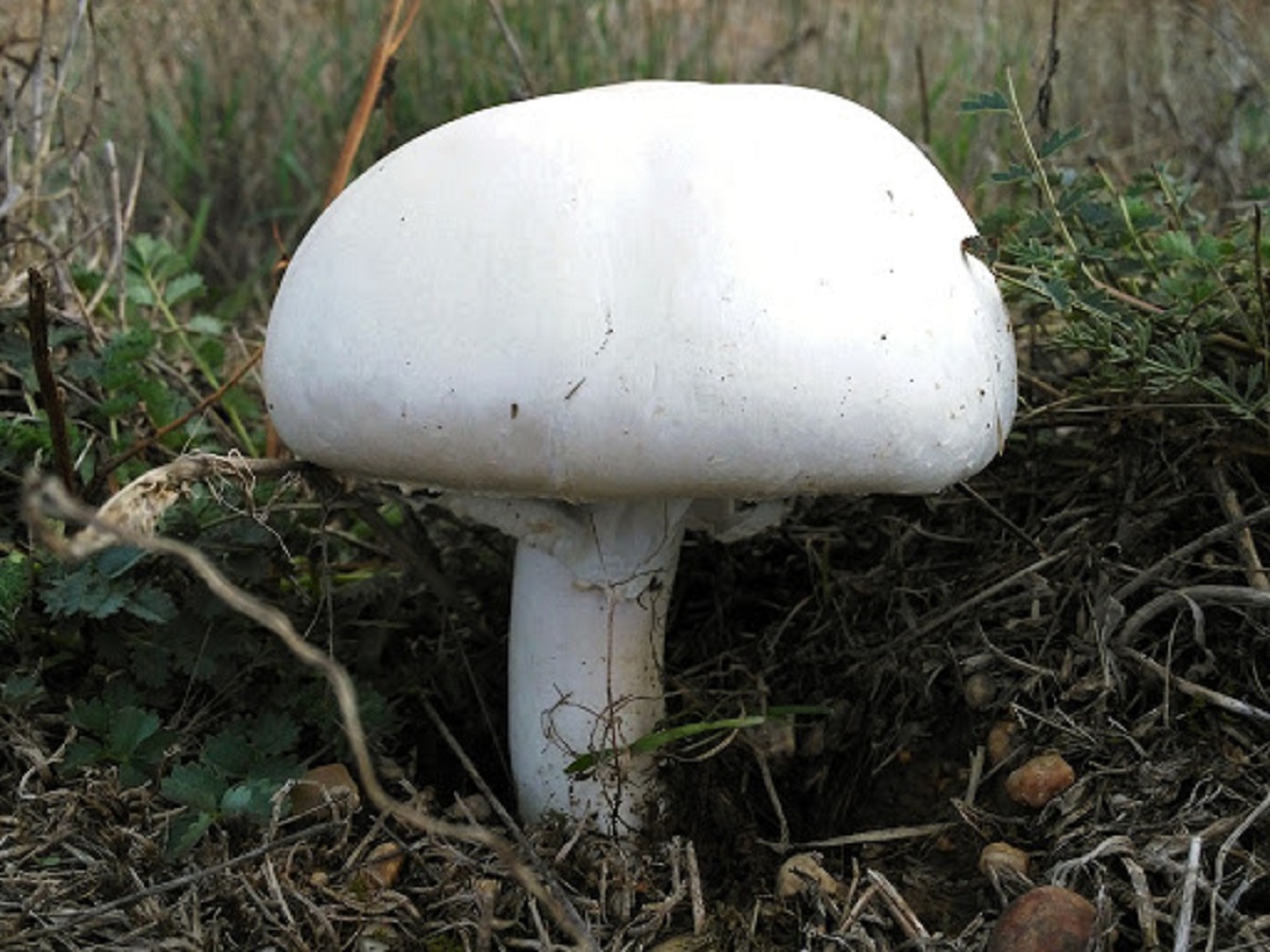 Agaricus arvensis: identificación, hábitat y confusiones