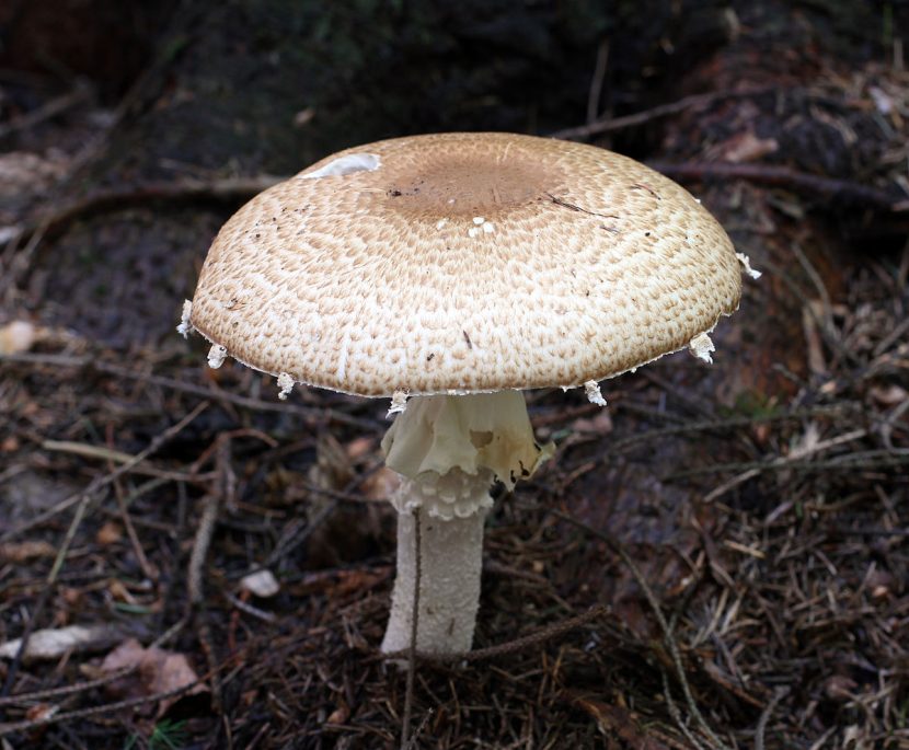 Agaricus augustus con su sombrero escamoso