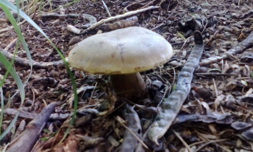 Ejemplar de Agaricus augustus en su hábitat