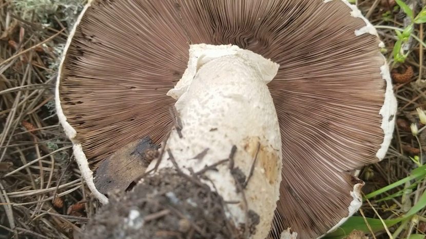 Detalle del sombrero escamoso del champiñón gigante