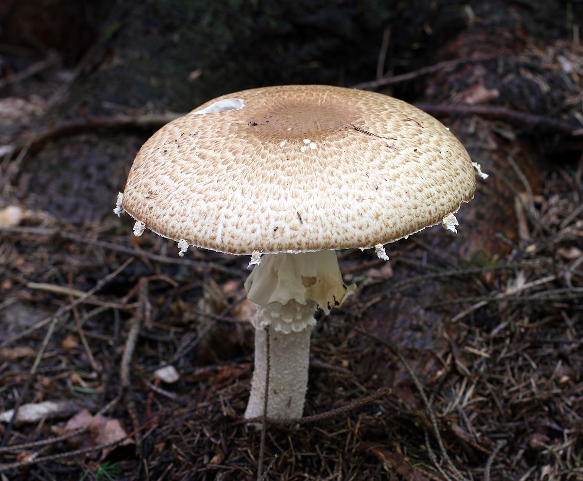 Agaricus augustus: identificación, hábitat y confusiones