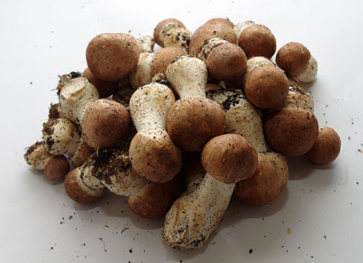Agaricus blazei: el champiñón del sol y sus reclamos