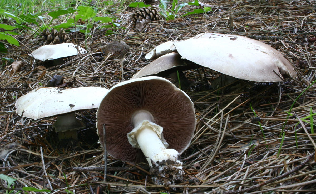 Agaricus silvicola creciendo sobre la hojarasca del bosque