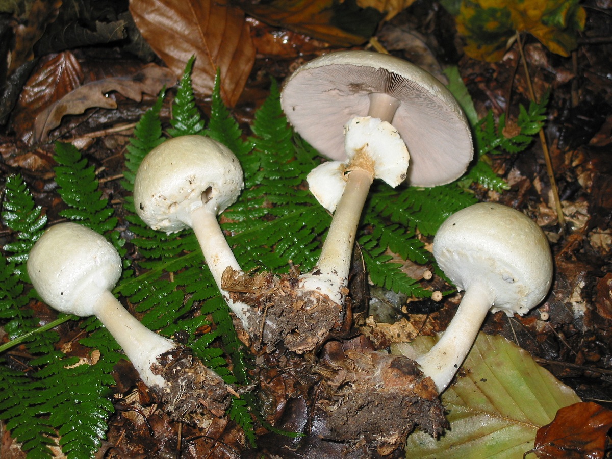 Agaricus silvicola: el champiñón anisado de bosque