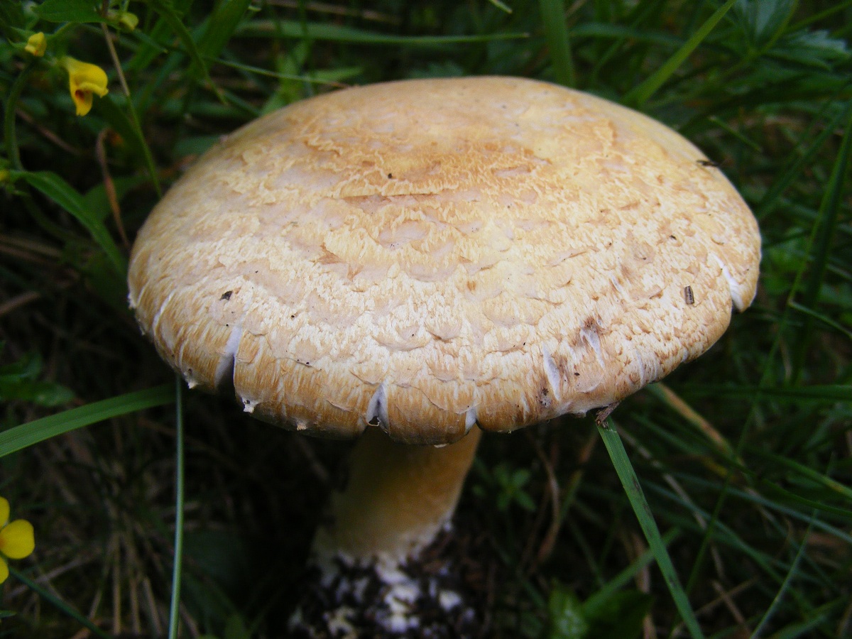Detalle del sombrero de Agaricus sylvaticus con escamas radiales