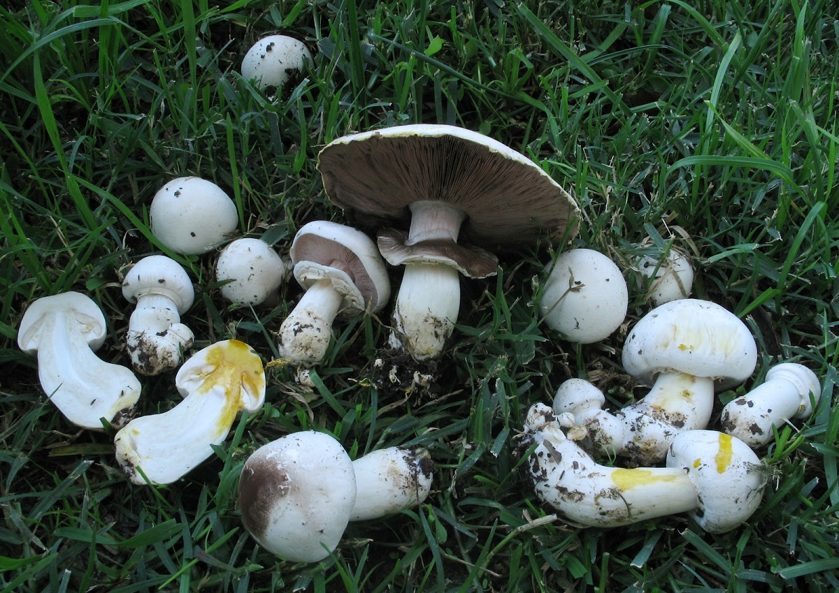 Base del pie de Agaricus xanthodermus amarilleando intensamente al corte