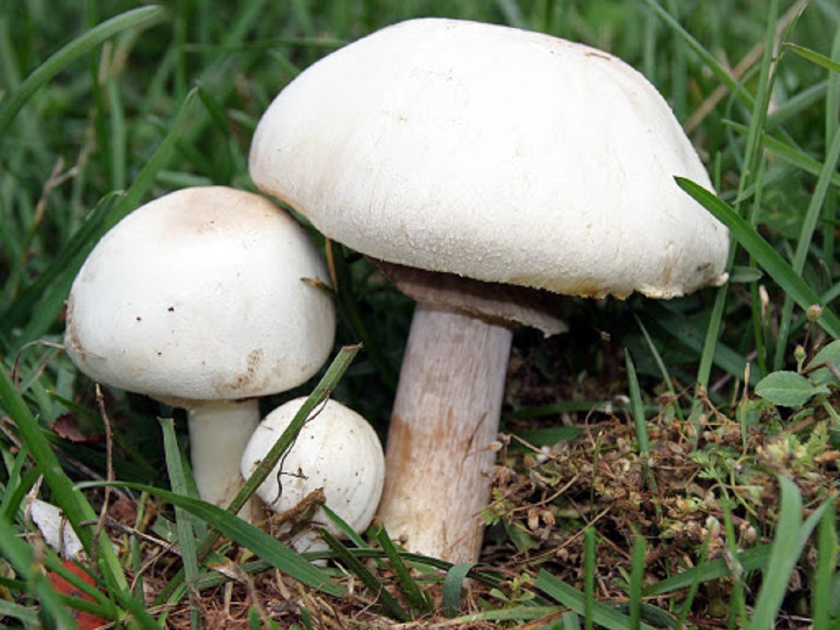 Agaricus xanthodermus: el champiñón amarilleante tóxico