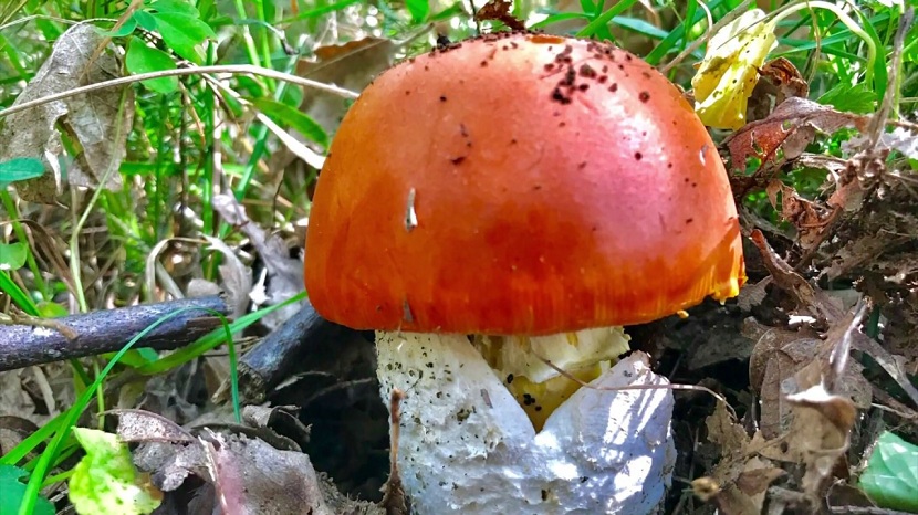 Ejemplar adulto de Amanita caesarea con el sombrero abierto
