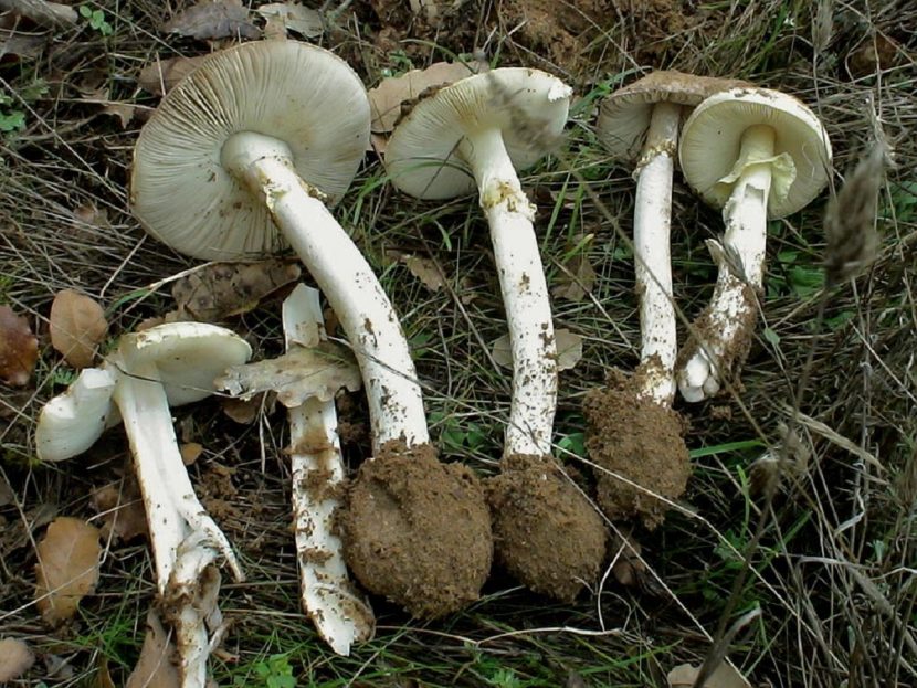 Amanita citrina de sombrero amarillo verdoso pálido con placas blancas de velo