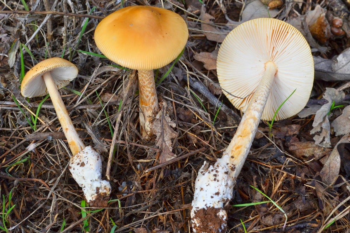 Amanita crocea con el sombrero anaranjado y el pie decorado en zigzag