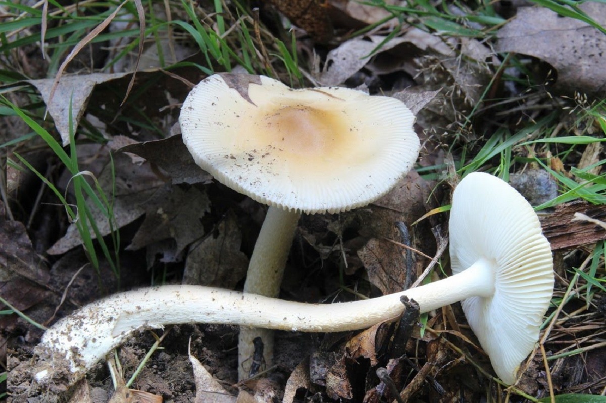 Variedad subnudipes de Amanita crocea, con el pie casi liso