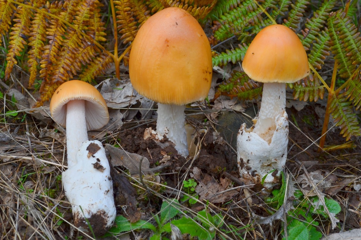 Amanita crocea: caracteres, hábitat y confusiones
