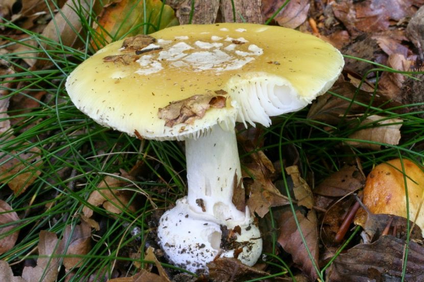 Ejemplar de Amanita gemmata con sombrero color miel y restos blancos del velo