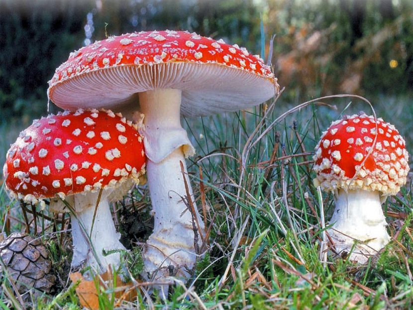 Amanita muscaria: identificación, toxinas y efectos reales
