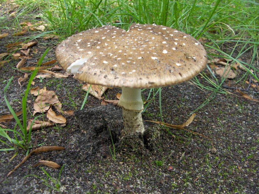 Sombrero pardo de Amanita pantherina cubierto de verrugas blancas