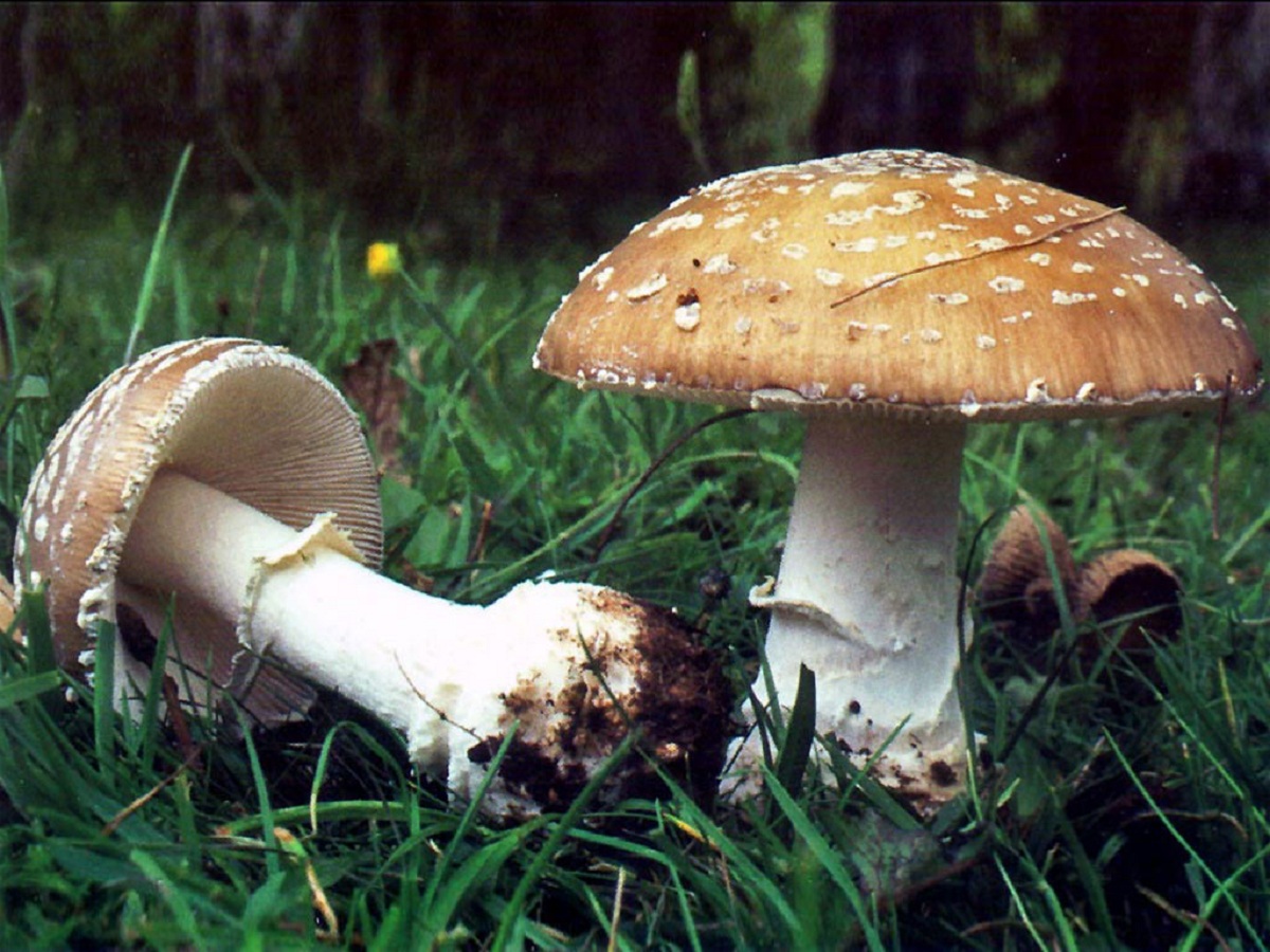 Amanita pantherina: caracteres, toxicidad y confusiones
