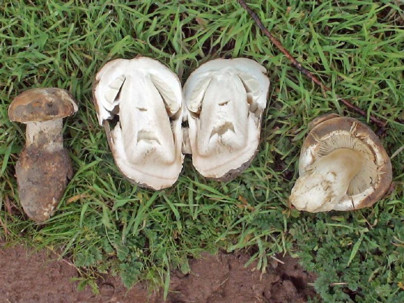 Gurumelo, Amanita ponderosa, saliendo entre la tierra