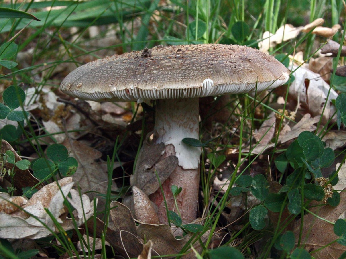 Amanita rubescens: caracteres, hábitat y confusiones