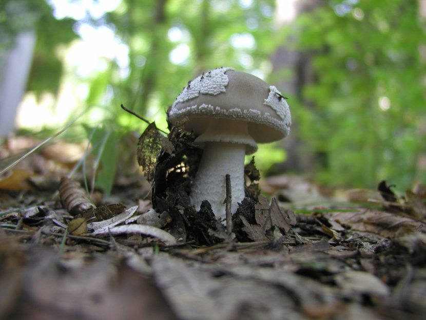 Anillo estriado situado en la mitad del pie de Amanita spissa