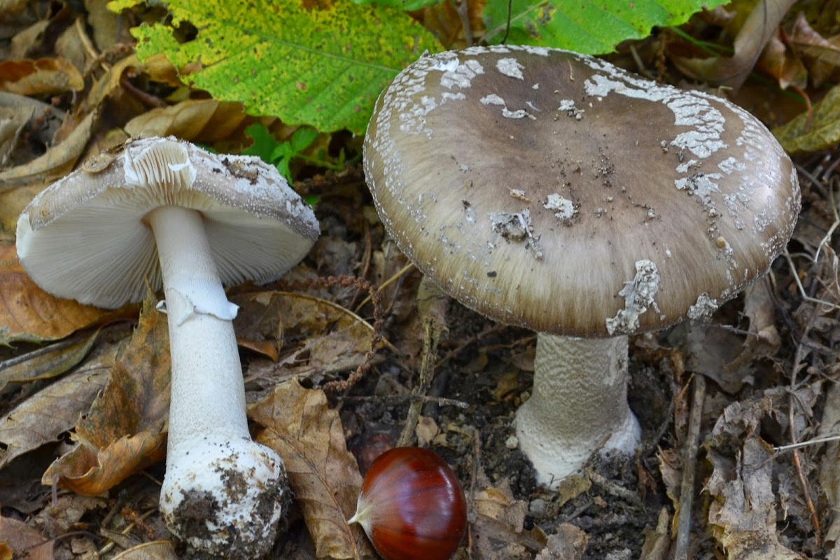 Amanita spissa: caracteres, hábitat y confusiones