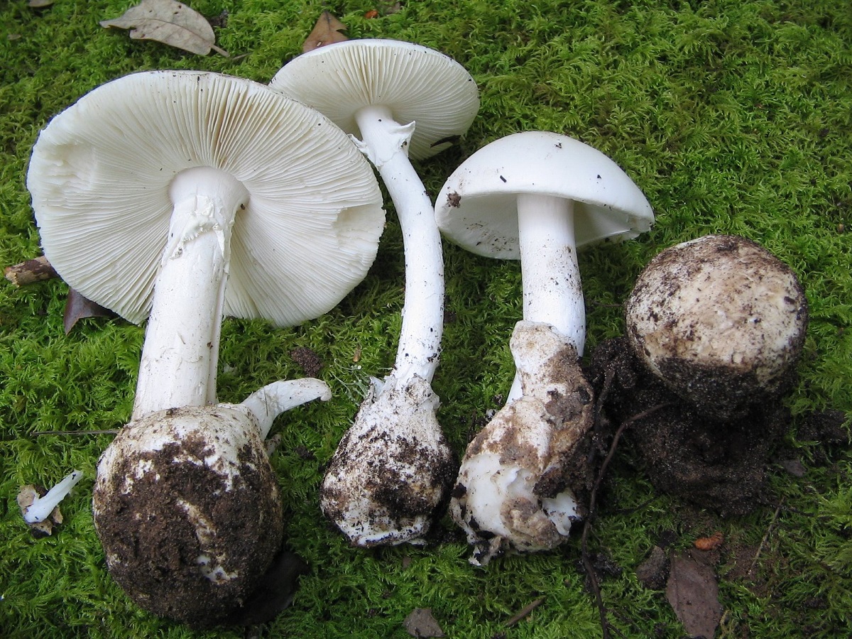 Amanita verna: la oronja mortal de primavera