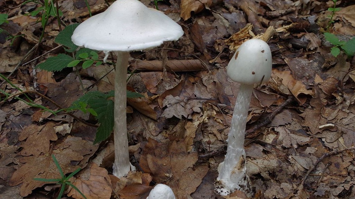 Amanita virosa: el ángel destructor, mortal por amatoxinas