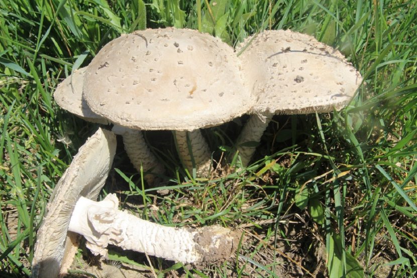 Amanita vittadinii creciendo en un herbazal abierto