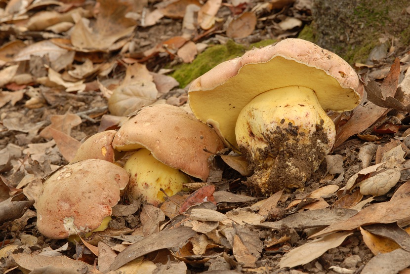 Boletus appendiculatus con sombrero pardo ocráceo y poros amarillos