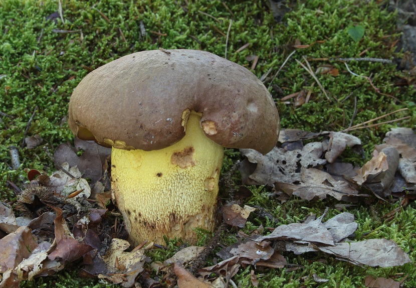 Boletus appendiculatus: el boleto de pie apendiculado
