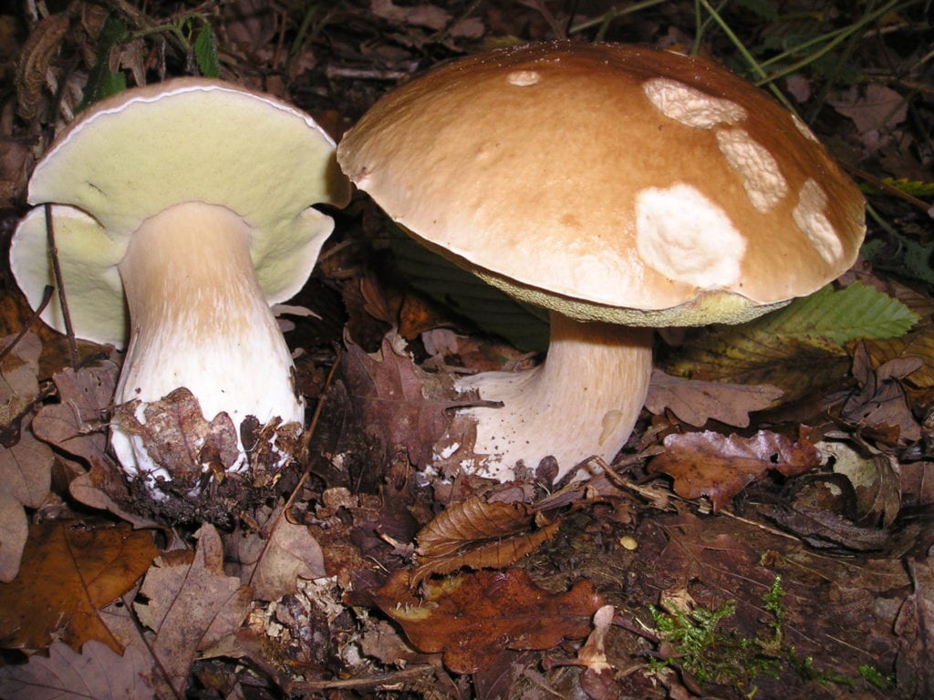 Boletus comestibles y no comestibles: géneros y criterios