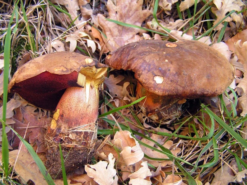 Ejemplar completo de Neoboletus luridiformis con el pie punteado de rojo