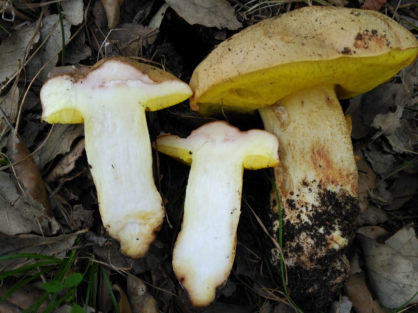 Boletus impolitus de sombrero ocre pálido y poros amarillos