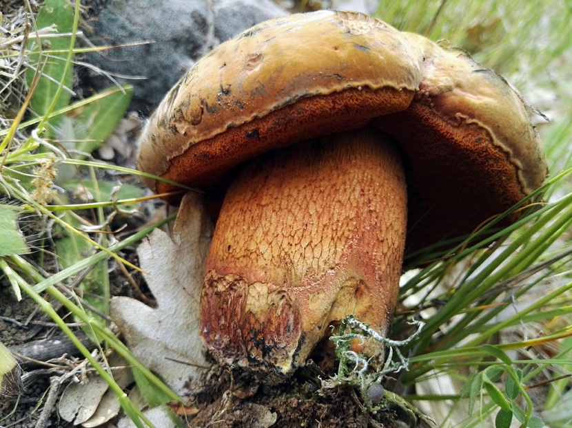 Suillellus luridus con el sombrero pardo oliváceo y los poros anaranjados