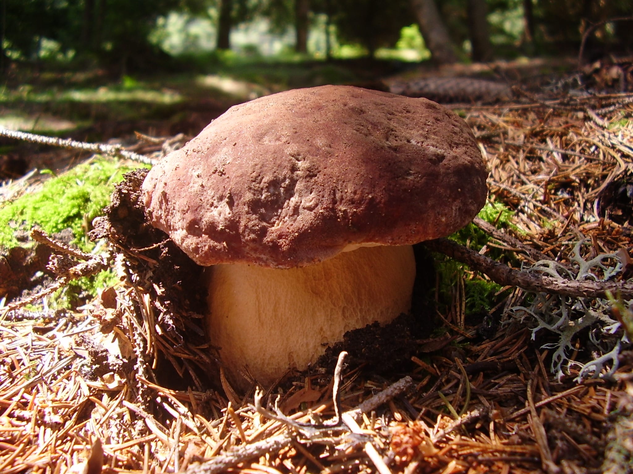 Boletus pinophilus de sombrero caoba y pie grueso en un pinar de montaña