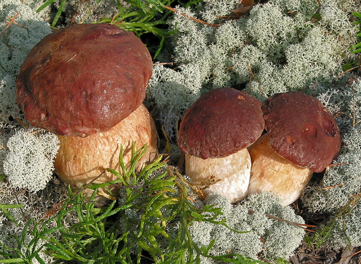 Boletus pinicola (pinophilus): el boleto de pino