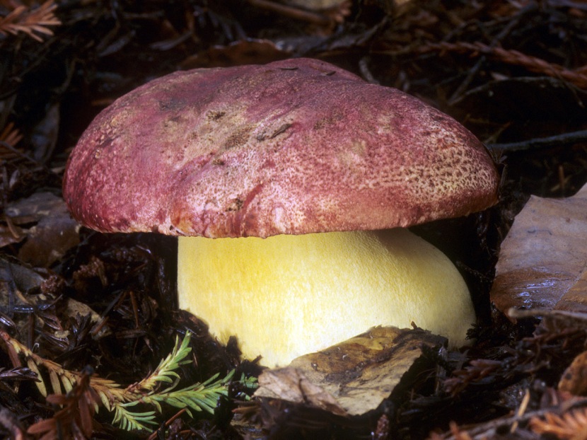 Boletus regius con sombrero rojizo y pie amarillo