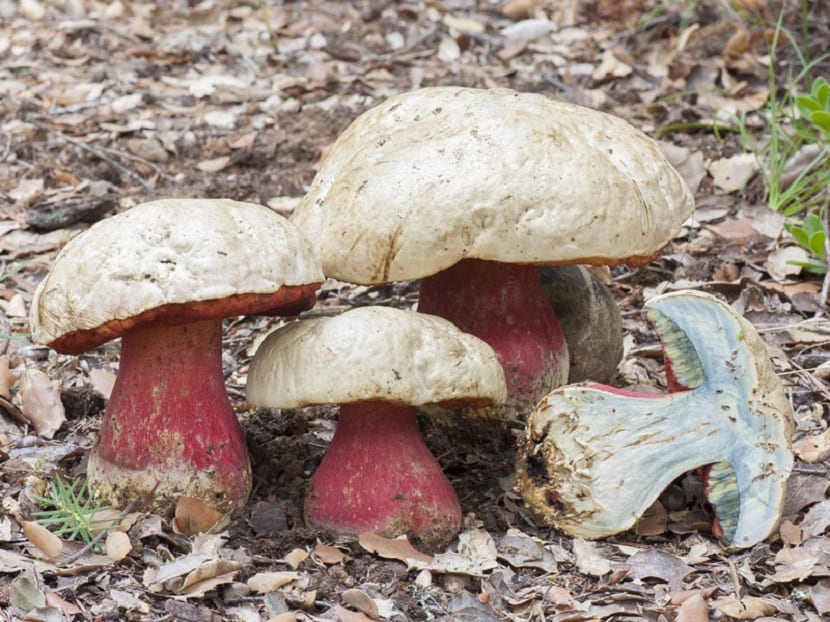 Boletus satanas con sombrero blanquecino, poros rojos y pie grueso reticulado