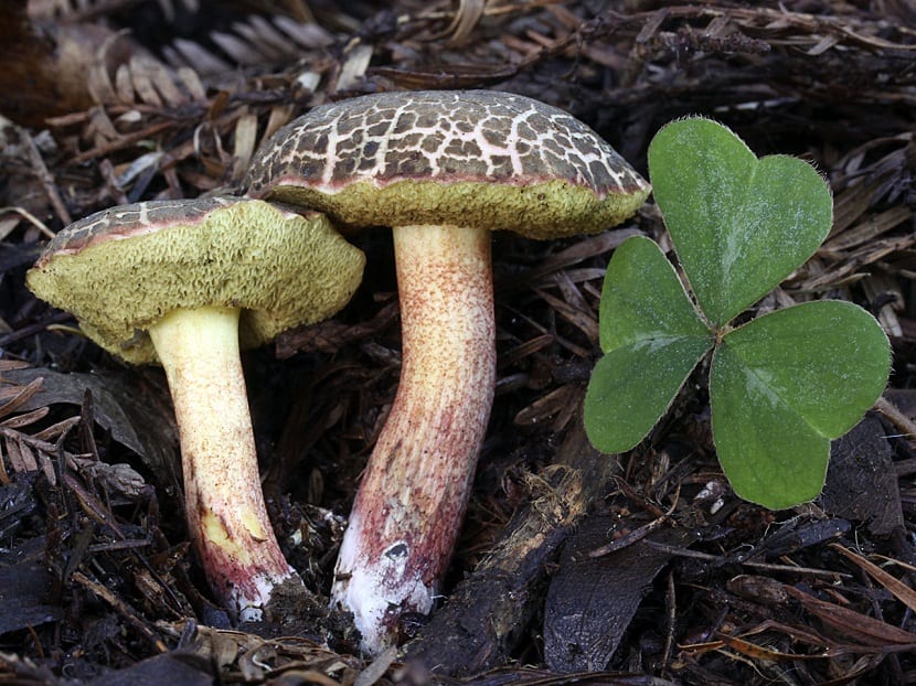 Dos ejemplares de Xerocomellus chrysenteron con el sombrero agrietado