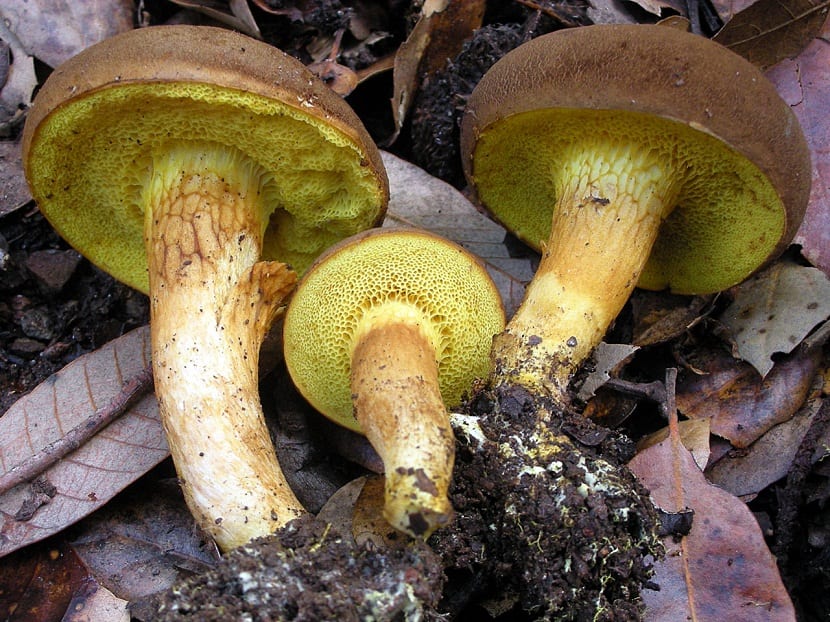 Ejemplares de Xerocomus subtomentosus con el sombrero aterciopelado