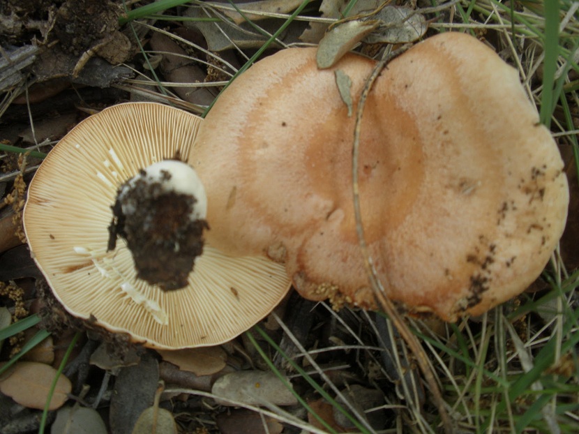 Hábitat del Lactarius chrysorrheus bajo quercíneas