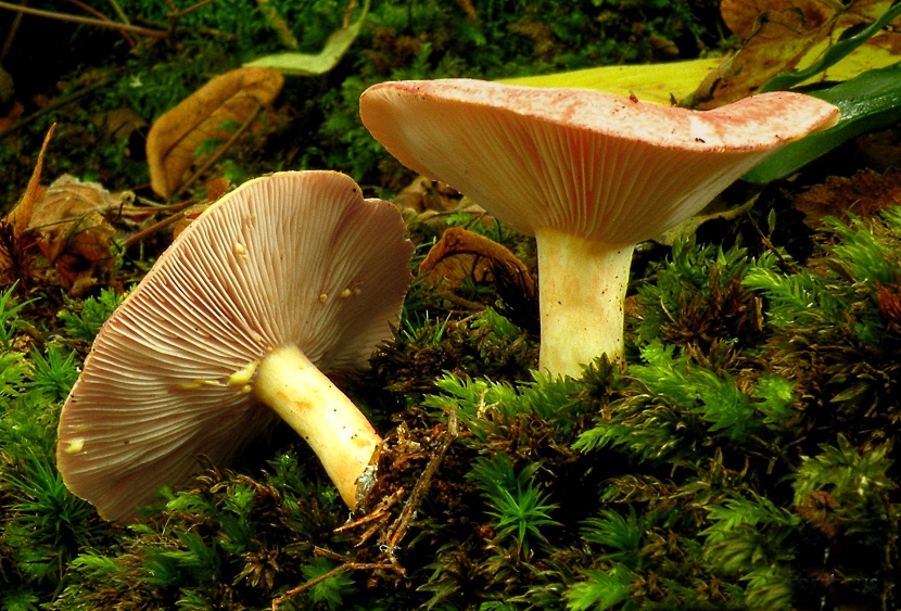 Lactarius chrysorrheus, lactario de leche dorada