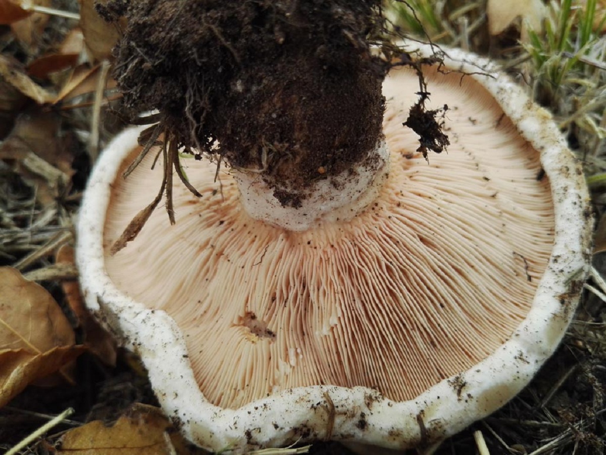 Lactarius controversus: el lactario de los chopos