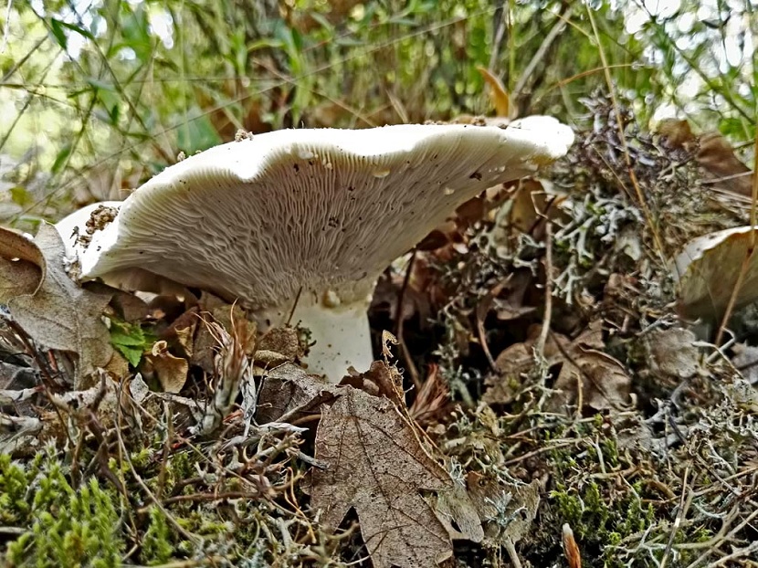 Lactarius piperatus, hoy Lactifluus piperatus
