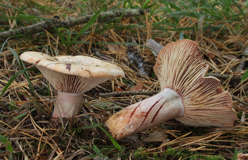 Lactarius sanguifluus: cómo identificarlo, dónde sale y cocinarlo