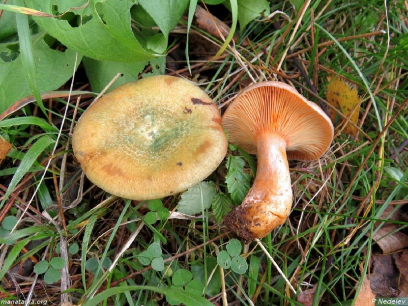 Lactarius semisanguifluus en pinar mediterráneo