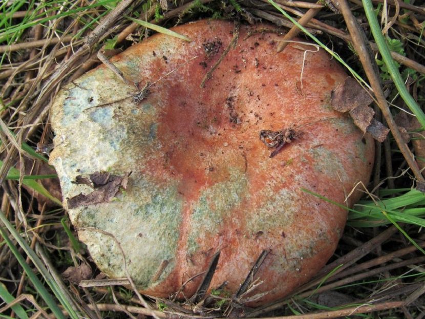 Ejemplar viejo de Lactarius semisanguifluus con verdeo intenso